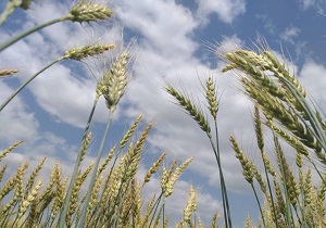پیش بینی خرید ۲۰  هزار تن گندم از کشاورزان قمی