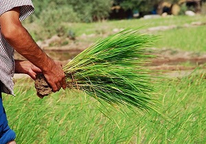 کشت شلتوک در دارخوین آغاز شد