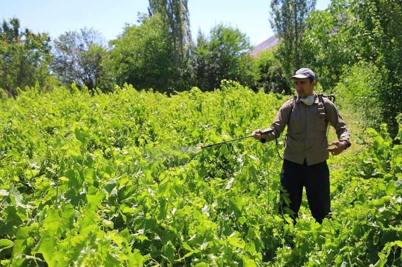 کنترل بیماری سفیدک سطحی انگور در شهرستان بجنورد