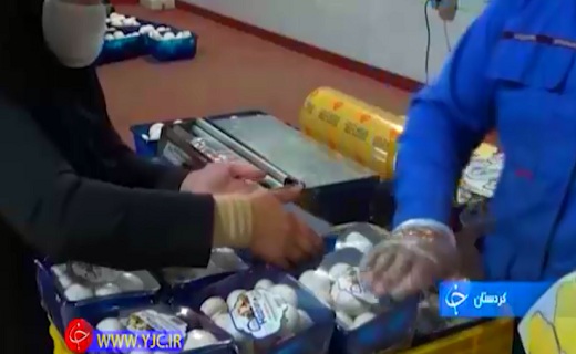پرورش قارچ ، روشی نوین در کسب و کار کشاورزی