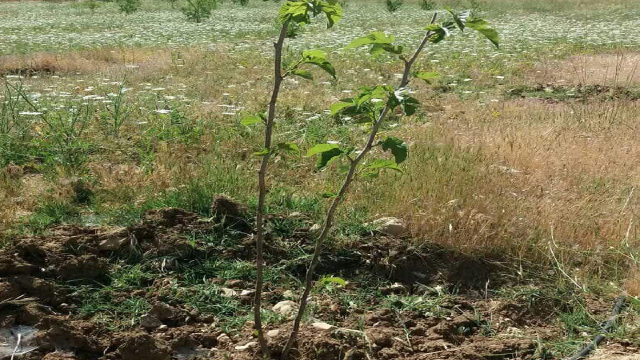 آغاز احداث توتستان در شهرستان فارسان