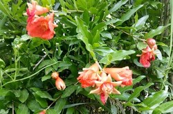 نزدیک به هزار و ۵۰۰ هکتار از باغات انار طارم به گل نشستند