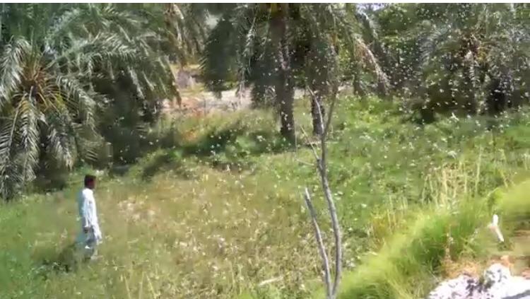 ملخ مهاجر مهمان ناخوانده با اقامتی ۱۴ماهه در سیستان و بلوچستان