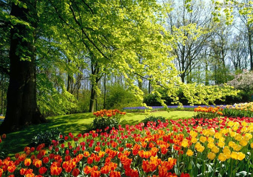 فضای سبز