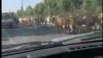 عبور گله گاوها از وسط جاده در دزفول + فیلم