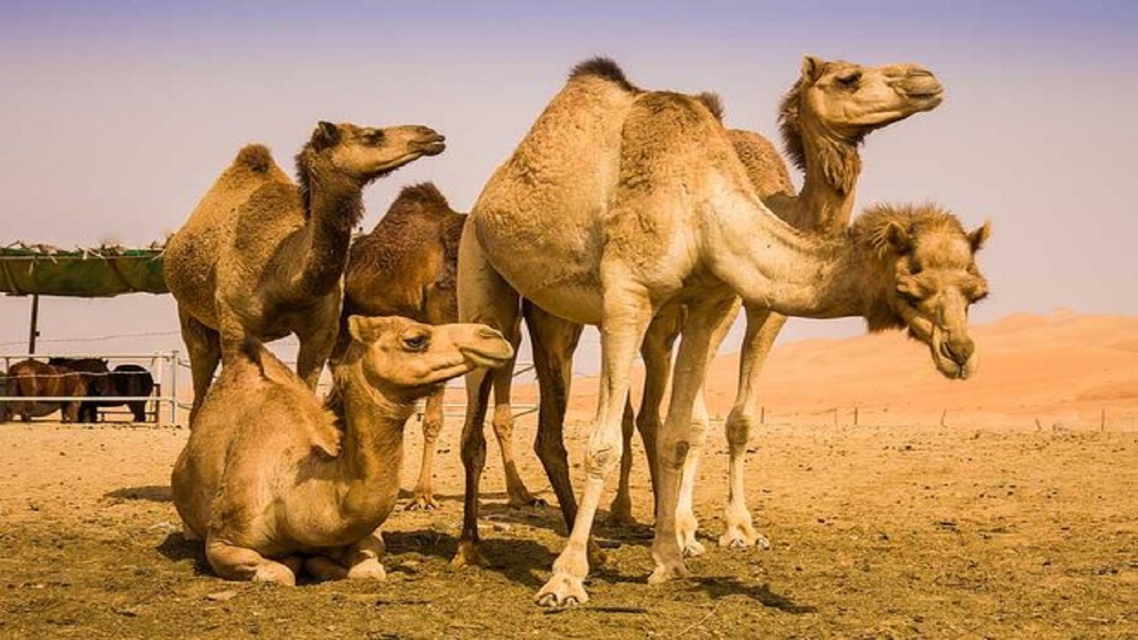 کرک شتر در مسیر صادرات قرار گرفت