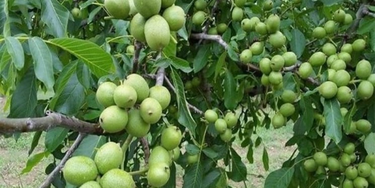 گردوی تویسرکان در سازمان مالکیت فکری جهانی ثبت جهانی شد