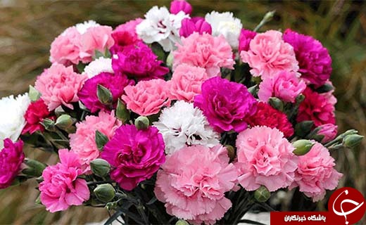 گل های شاخه بریده