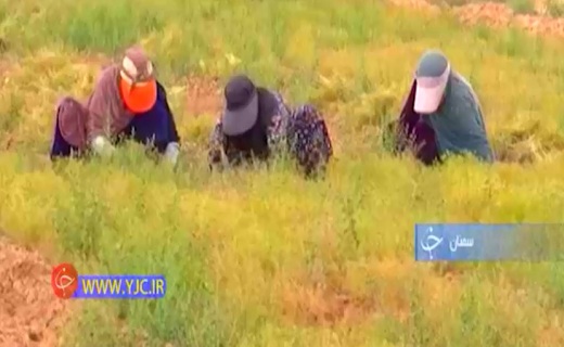 رونق کشا دارویی گیاه زیره در سمنان