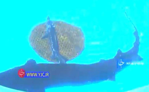 رونق کشت دارویی گیاه زیره در سمنان یک پدیده منحصر یه فرد زمین&zwnj;شناسی با قدمتی ۶۰ ساله+فیلم
