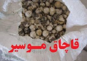 یک و نیم تن موسیر قاچاق در بروجرد کشف شد