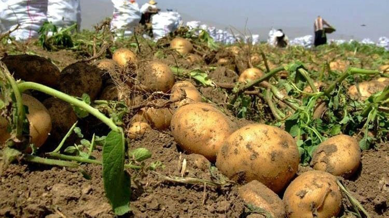 برداشت ۶۰ درصدی سیب زمینی از اراضی کشاورزی گلستان