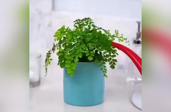 ایده‌هایی جالب برای نگهداری گل و گیاه در منزل + فیلم