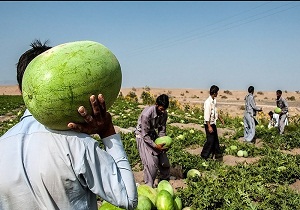 برداشت هندوانه در اندیکا آغاز شد