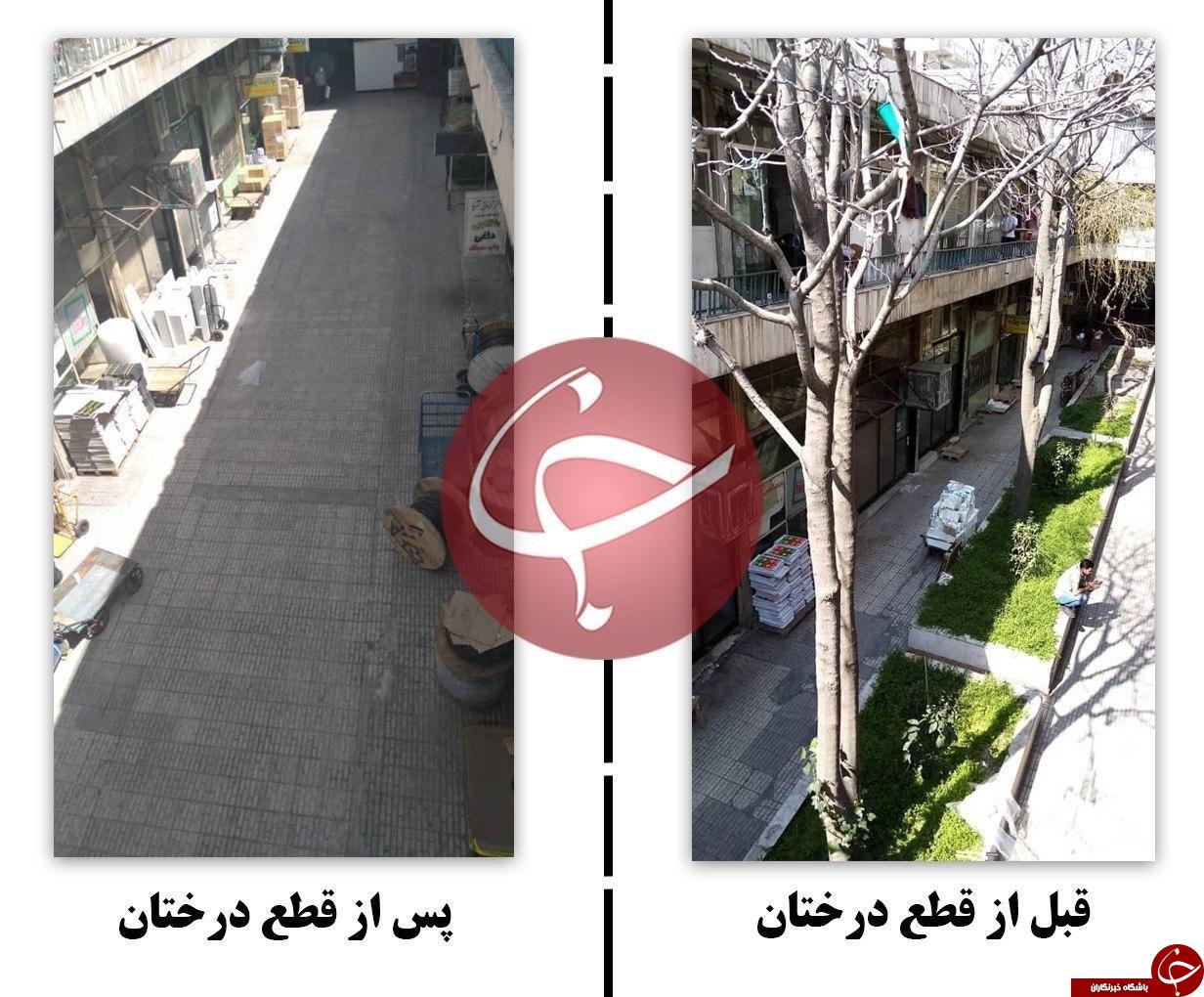 وضع درختان پاساژ گوهرین در دو زمان مختلف! + تصاویر