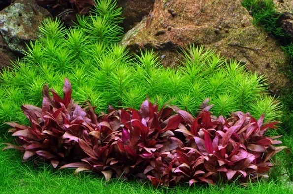 تولید گیاهان آکواریومی حاصل دسترنج زوج محقق محلاتی