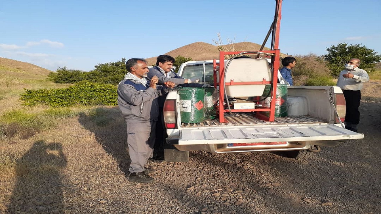 مبارزه با ملخ در سطح ۶۷۰ هکتار از اراضی خوشاب