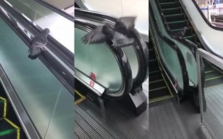 حرکت جالب یک کبوتر باعث شهرتش در شبکه‌های مجازی شد