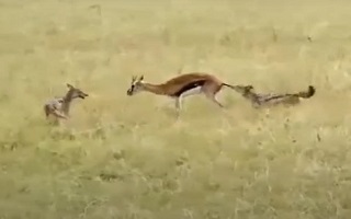 صحنه‌ای دلخراش از شکار گوزنی که طعمه شغال‌ها شد
