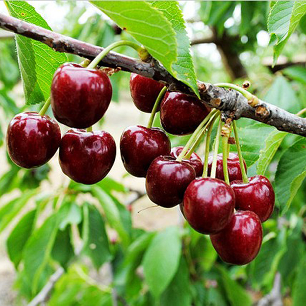 برداشت گیلاس و آلبالو در روستای تکه + فیلم
