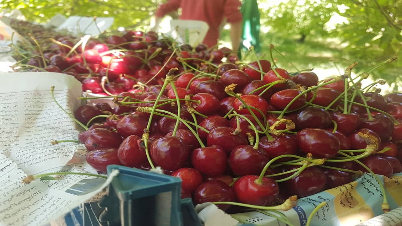 برداشت  میوه تابستانه گیلاس از باغات ساوجبلاغ