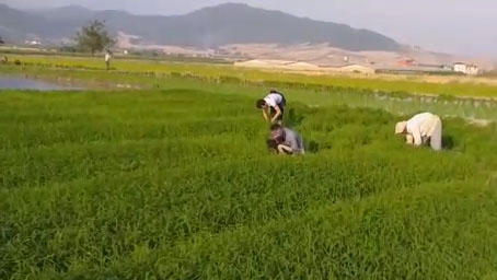 نشاکاری برنج در روستای مرزین + فیلم