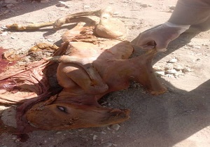 علت تلف شدن ماده گور خر چه بود؟