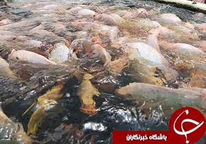 آغاز رسمی فعالیت بخش خصوصی در تکثیر تیلاپیا