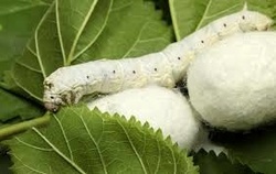  پیله ابریشم 