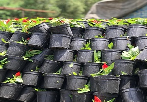 گلکاری تابستانه در خیابان‌های اهواز