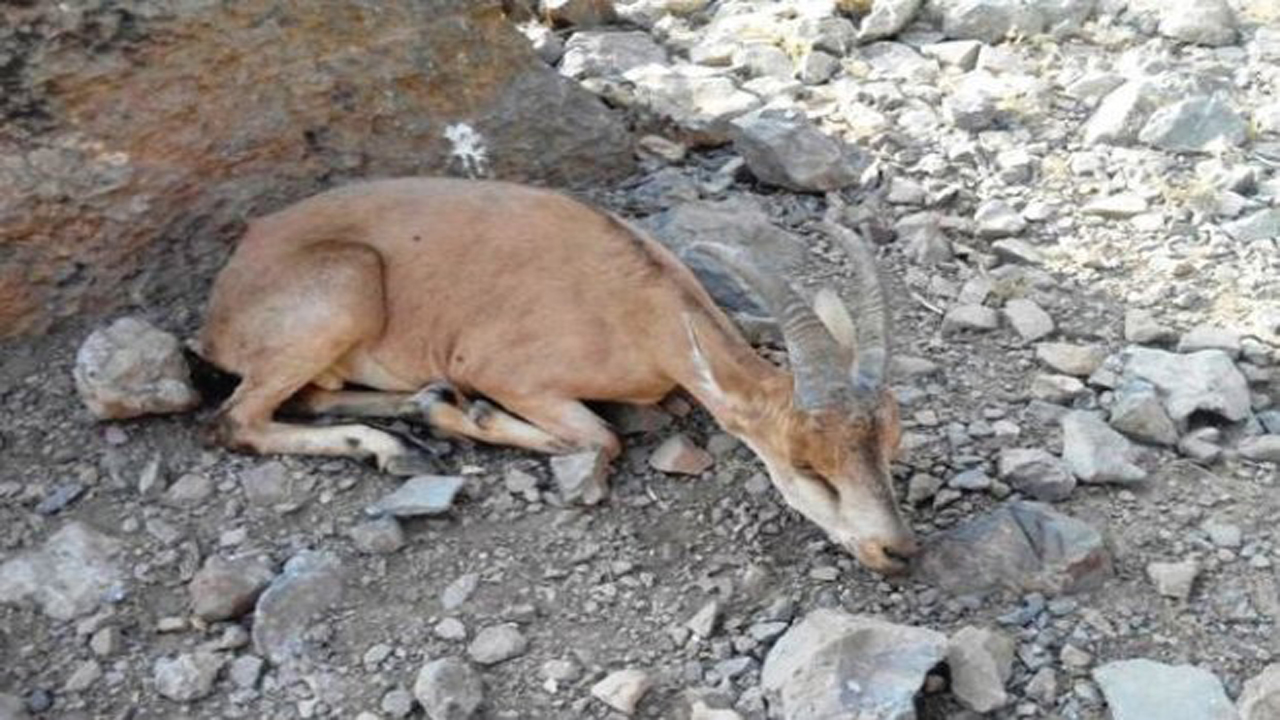 شکار ۳ راس کل و بز وحشی در آمل