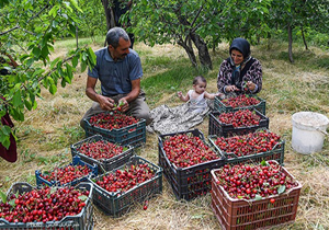 آغاز برداشت گیلاس در شهرستان شیروان