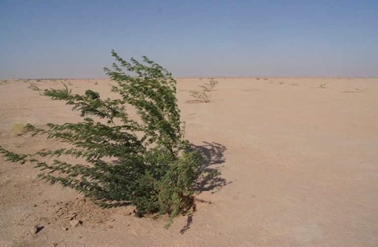 بهره برداری بی‌رویه از منابع آبی عامل افزایش بیابان در استان مرکزی
