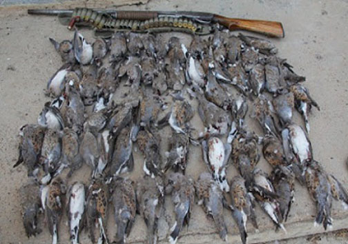 شناسایی و دستگیر ۲ نفر از منتشر کنندگان لاشه حیوانات در فضای مجازی