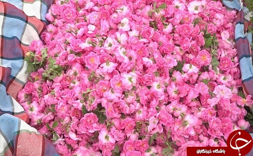 گل سرخ گل سرخ