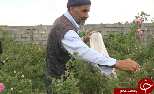 چیدن گل محمدی چیدن گل محمدی
