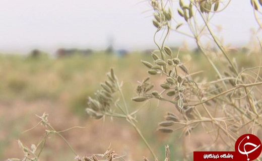 زیره گیاهی کم آب، اما پر سود/ مسئولان نجنبند کیمیا علیزاده دیگری در راه است/