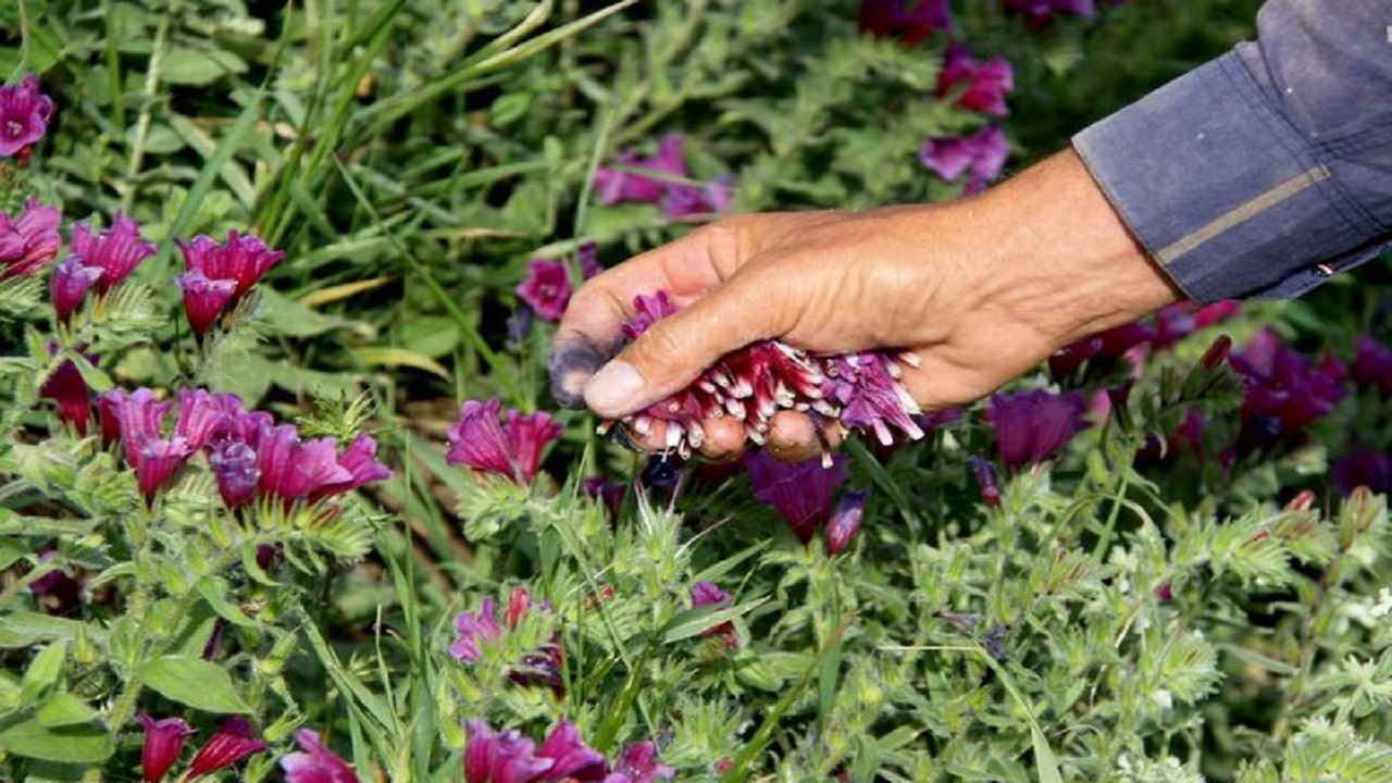 رنگ سبز اراضی البرز، از جنس درمان و تندرستی/فروش میلیاردی گیاهان دارویی