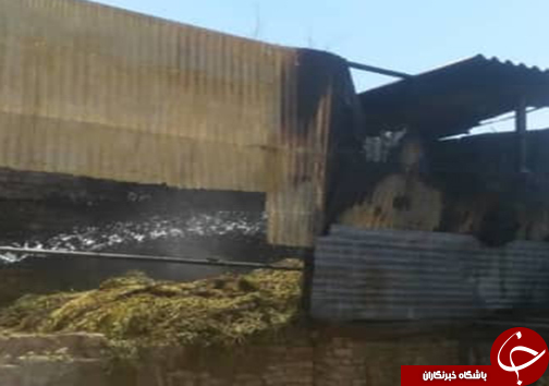آتشسوزی انبار کاه و یونجه در شهرستان فسا/حریق مهار شد + تصاویر آتشسوزی انبار کاه و یونجه در شهرستان فسا/حریق مهار شد + تصاویر