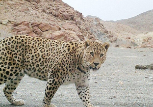 حمله پلنگ به چوپان بجنوردی