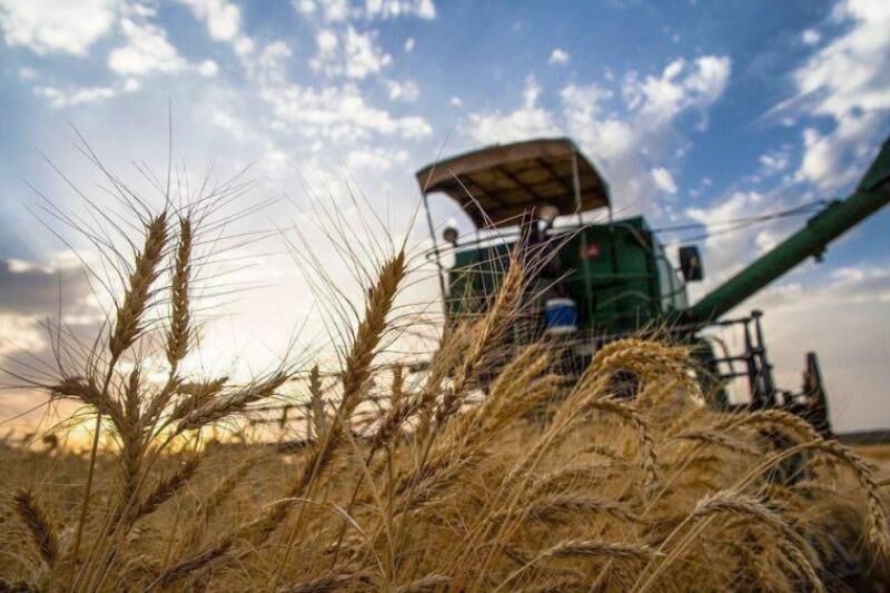 آغاز برداشت جو از  ۵ هزار اراضی  کشاورزی استان گیلان