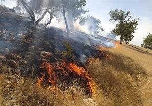 آتش‌سوزی پارک جنگلی آبیدر سنندج مهار شد