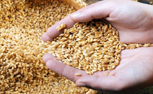 پرداخت زکات با اولویت کمک به نیازمندان باشد
