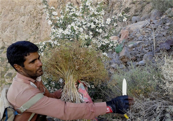 مرغوب‌ترین زیره استان کرمان در بم می روید