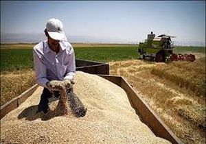 خرید ۸۰۰ هزار تن گندم در گلستان / افزایش ۳۰۰ هزارتنی تحویل گندم به مراکز خرید