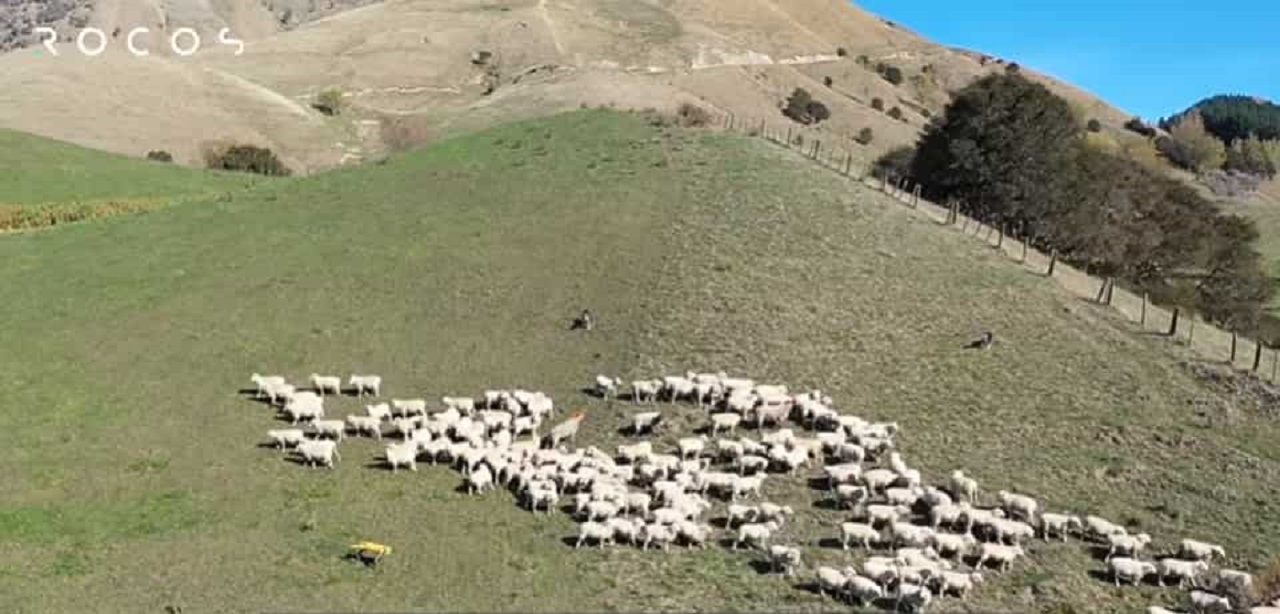 سگ رباتیکی که به کمک چوپان ها خواهد آمد!