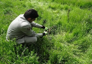 رهاسازی یک قطعه بوتیمار کوچک در شهرستان سرعین