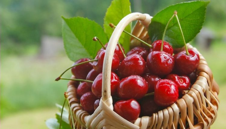 درحال تکمیل/ مصرف این میوه خوشمزه را در شب امتحان فرزندان تان جدی بگیرید