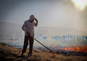 آتش زدن کاه و کلش، روشی اشتباه که کشاورزان به آن پایبندند/ مواد آلی خاک را نابود نکنیم