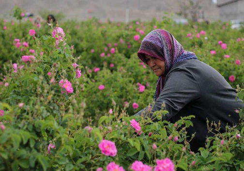 گیاه دارویی
